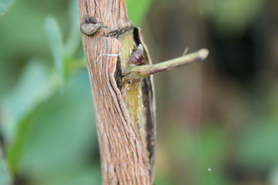 cornicabra injertado en pistacho