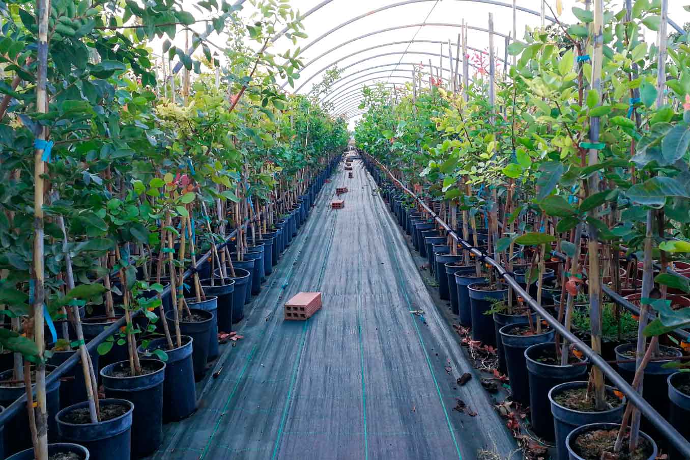 Vivero pistacho injertado